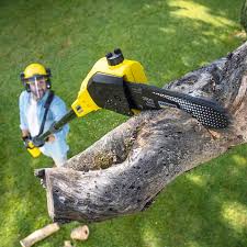 Reliable West Linn, OR Tree Care Services Solutions