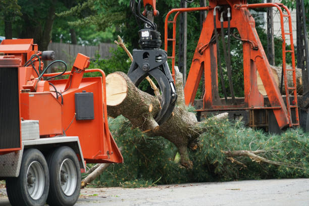 Seasonal Cleanup (Spring/Fall) in West Linn, OR